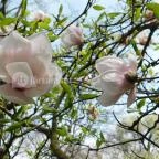 ELTE Füvészkert Budapest - 