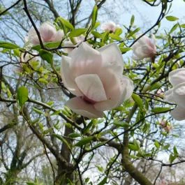 ELTE Füvészkert, Budapest - 