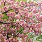 ELTE Füvészkert Budapest - 