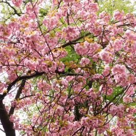 ELTE Füvészkert, Budapest - 