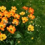 ELTE Füvészkert Budapest - 