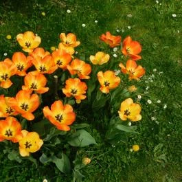 ELTE Füvészkert, Budapest - 