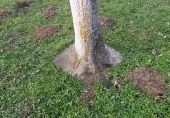 Erzsébet királyné liget Árpás