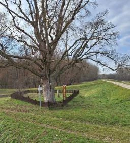 Erzsébet királyné liget