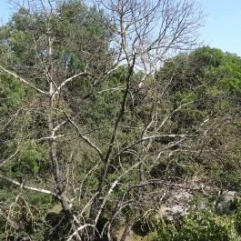 Erzsébet ligeti Lombkorona Sétány és Kilátó Gyomaendrőd - Egyéb