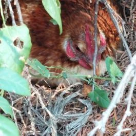 Erzsébet Nyaraló Békésszentandrás - Egyéb