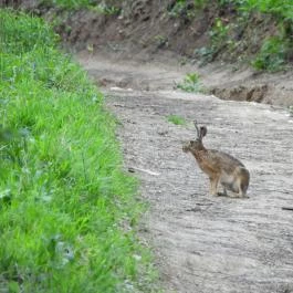 Eszperantó-forrás, Piliscsév - Egyéb