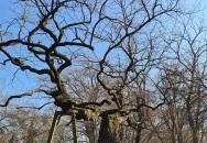 Ezeréves tölgy Zsennye