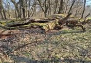 Ezeréves tölgy Zsennye