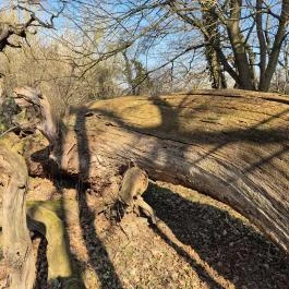 Ezeréves tölgy, Zsennye - Külső kép