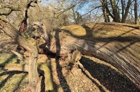 Ezeréves tölgy Zsennye