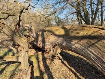 Ezeréves tölgy Zsennye