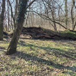 Ezeréves tölgy, Zsennye - Külső kép