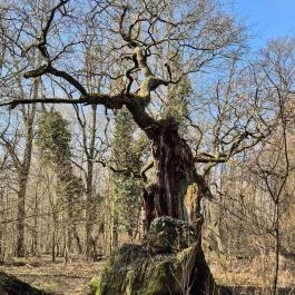 Ezeréves tölgy, Zsennye - Külső kép