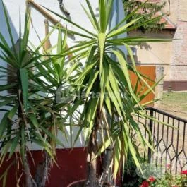 Falumúzeum Biharugra - Külső kép