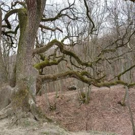 Fehérkő vára Kereki - Egyéb