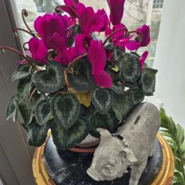 Fekedi Stifolder/ Trabert Hof Feked - Egyéb