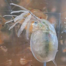 Fekete István Látogatóközpont Kaposvár - Egyéb