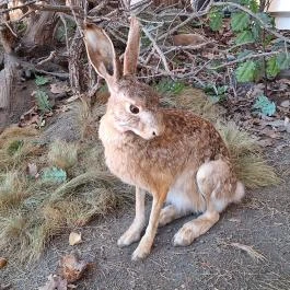 Fekete István Látogatóközpont Kaposvár - Egyéb