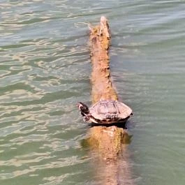 Fekete István Látogatóközpont Kaposvár - Egyéb