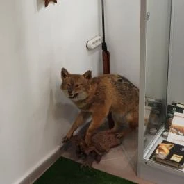 Fekete István Múzeum, Dombóvár - Egyéb