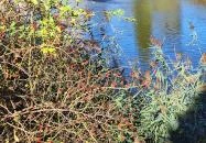 Feneketlen-tó Budapest