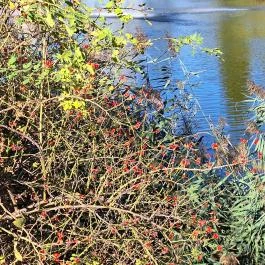 Feneketlen-tó Budapest - Külső kép