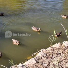 Feneketlen-tó Budapest - Egyéb