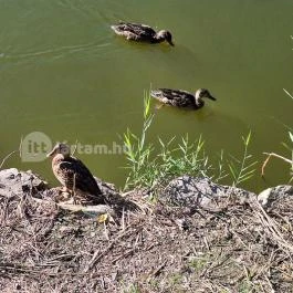 Feneketlen-tó Budapest - Egyéb
