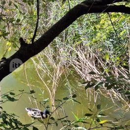 Feneketlen-tó Budapest - Egyéb