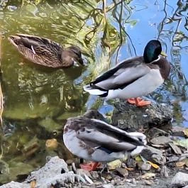 Feneketlen-tó Budapest - Egyéb