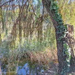 Feneketlen-tó Budapest - Egyéb