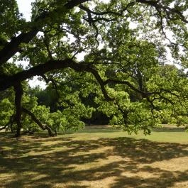 Festetics-kastély, Dég - Külső kép