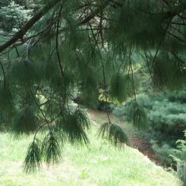 Folly Arborétum, Badacsonyörs - 