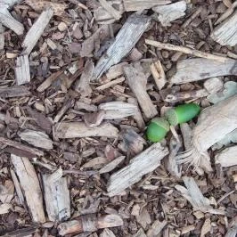 Folly Arborétum, Badacsonyörs - 