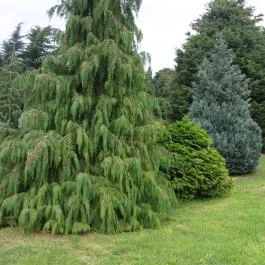 Folly Arborétum, Badacsonyörs - 