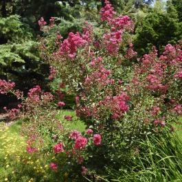 Folly Arborétum, Badacsonyörs - Külső kép