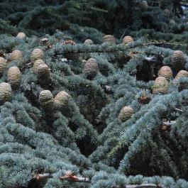 Folly Arborétum, Badacsonyörs - Egyéb