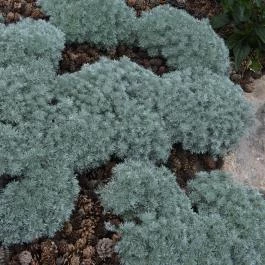 Folly Arborétum, Badacsonyörs - Egyéb