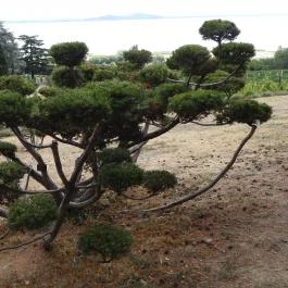 Folly Arborétum, Badacsonyörs - Külső kép