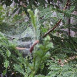 Folly Arborétum, Badacsonyörs - Külső kép