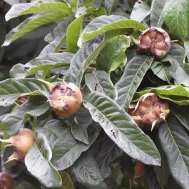 Folly Arborétum, Badacsonyörs - Egyéb