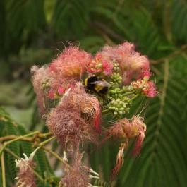 Folly Arborétum, Badacsonyörs - Egyéb