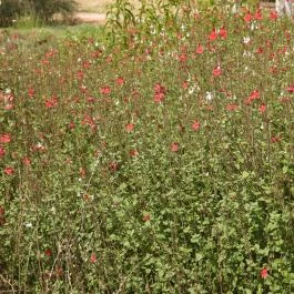 Folly Arborétum, Badacsonyörs - Egyéb