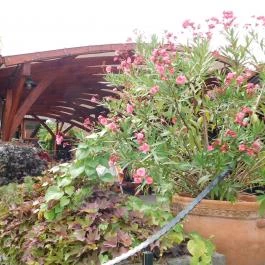 Forgó Étterem , Dunabogdány - Külső kép