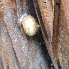 Fülei Szoborpark Füle - Egyéb