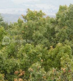 Fülöp-hegyi kilátó