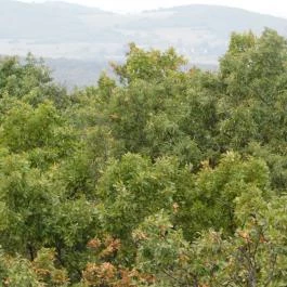 Fülöp-hegyi kilátó Révfülöp - Egyéb