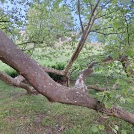 Füzérradványi Károlyi-Kastély Füzérradvány - Egyéb