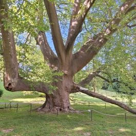 Füzérradványi Károlyi-Kastély Füzérradvány - Egyéb